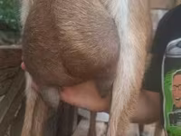 Cabro, Alpine goat — foto 5