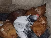Chickens — photo 2