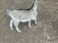 Billy Goat, Goats — photo 2