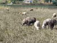 Ovca, Romanov sheep — fotografija 1