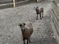 Bélier, Cameroon sheep — photo 3