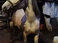 Cavalo, Cavalos — foto 1