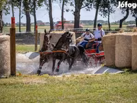Horse (M), Hungarian horse breed — photo 2