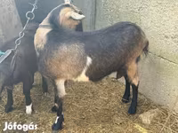Ziege, Ziegen — Foto 2