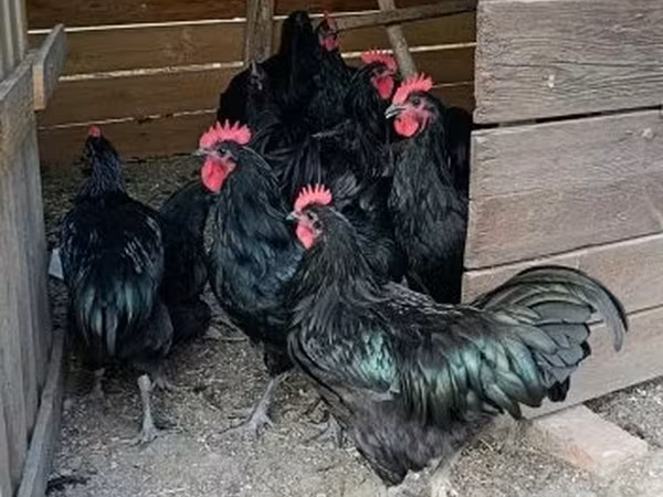 Australorp