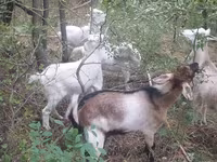 Goat, Nubian Goat — photo 4