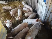 Locha, Świnie — zdjęcie 1