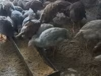 Guinea fowl — Foto 2