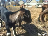 عنزة, Alpine goat — الصورة 3