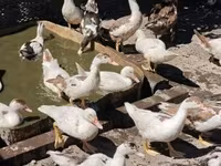 Ducks — 写真 7