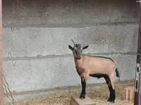 تيس, Alpine goat — الصورة 2