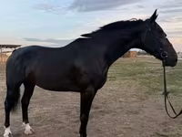 فرس, Dutch warmblood horse — الصورة 2