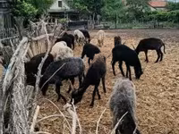 Schaf, Racka sheep — Foto 4