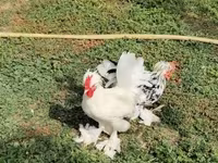 Chickens — الصورة 3
