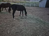 Pastuv, Akhal-Teke — fotografija 1