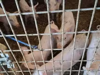 母猪, Pigs — 照片 6