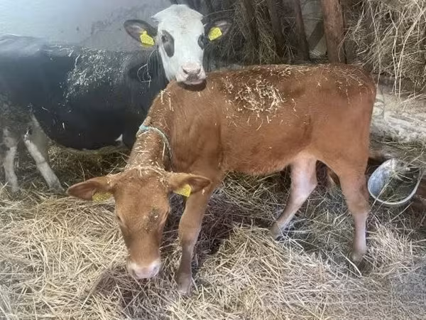 Cow, Limousin cow
