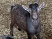 公山羊, Goats — 照片 7