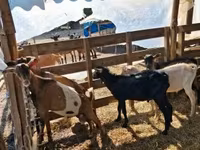 公山羊, Goats — 照片 1