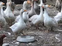 Geese — Foto 2