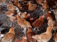 Chickens — fotografija 1