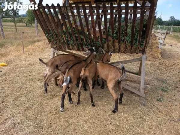 Cabro, Alpine goat
