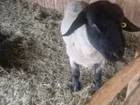 Widder, White Suffolk sheep — Foto 1