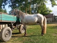 Caballo, Hungarian horse breed — foto 2