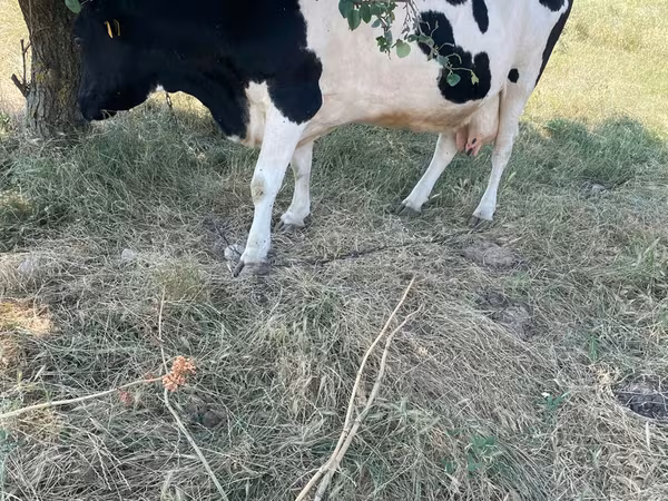 Byk, Rasa holsztyńska