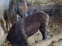 Yegua, Lipizzaner — foto 2