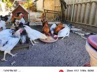 Chickens — फ़ोटो 6