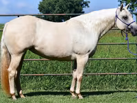 Kobila, Quarter Horse — fotografija 7