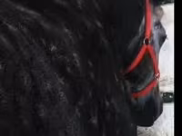 Mare, Horses — photo 1
