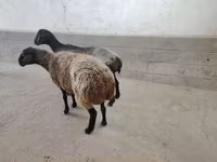 母羊, Sheep — 照片 2