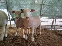 Қой, Ile-de-France sheep — 3-сурет