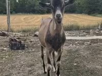 تيس, Alpine goat — الصورة 3