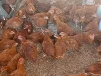 Chickens — zdjęcie 4