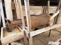 Cabra, Alpine goat — foto 4