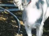母山羊, Goats — 照片 1