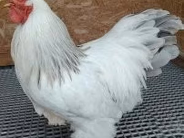 Brahma — Hongrie
