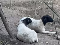نعجة, Dorper sheep — الصورة 1