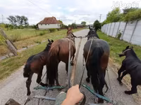 母马, Horses — 照片 6