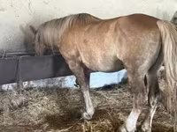 Caballo, Caballos — foto 2