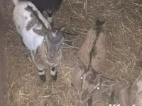 Ziege, Dutch Landrace goats — Foto 1