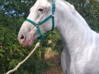 Mare, Lipizzaner — photo 7