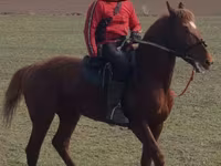 Pastuv, Trakehner — fotografija 4