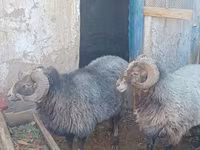 Ovan, Arabi sheep — fotografija 2