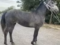 Égua, Cavalos — foto 1