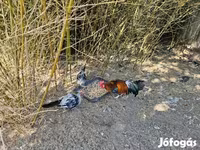 Ayam Ketawa — Foto 4