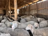 Ram, Sheep — photo 1